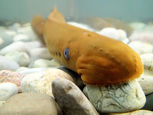 Close up of sea lamprey head on a rock. Body fades into the background.